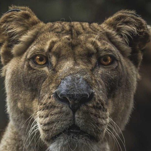 Ім'я Прізвище